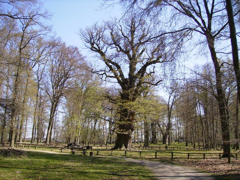 Alte Eichen Ivenack