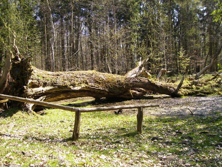 Tot einer Eiche