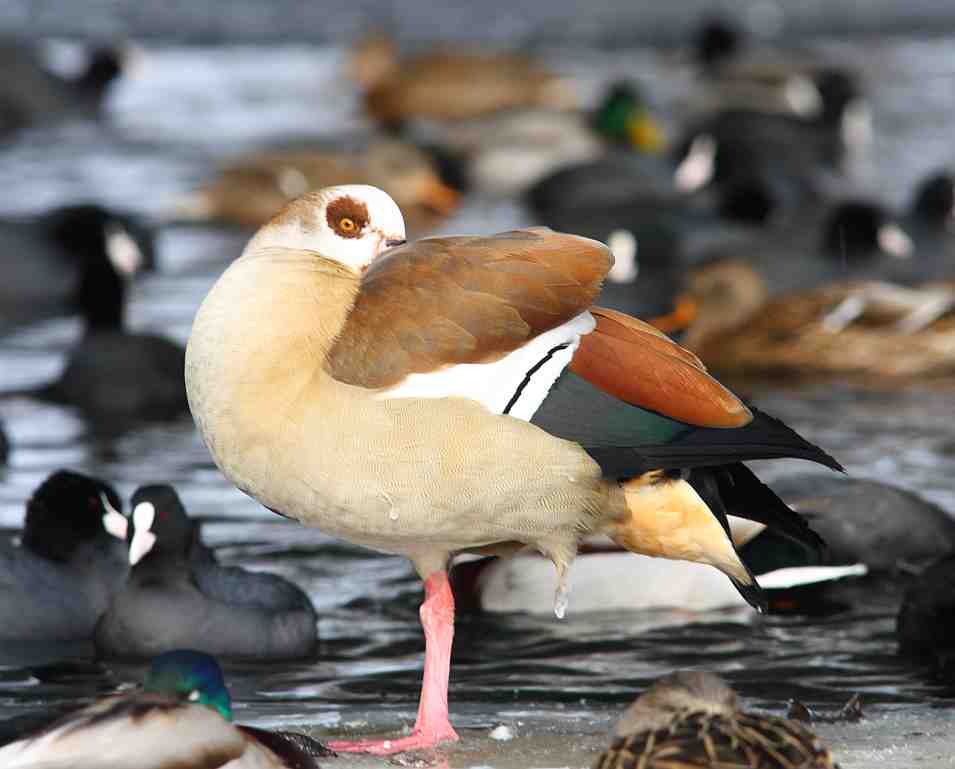 Nilgans