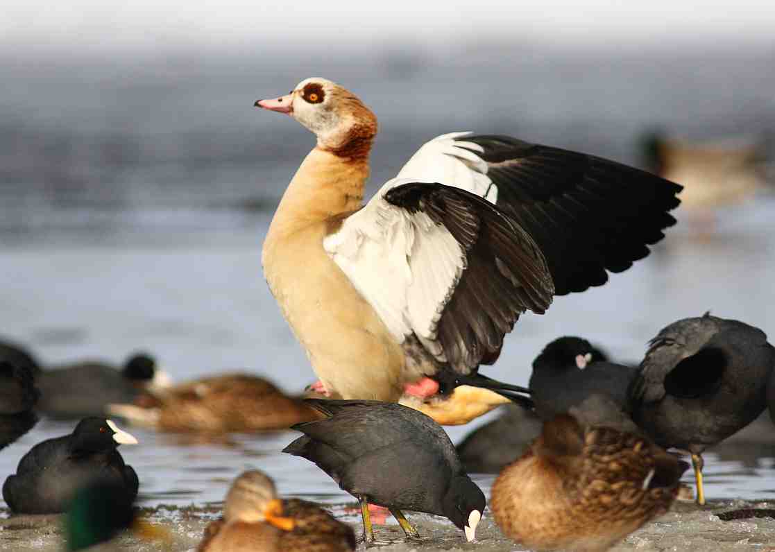 Nilgans